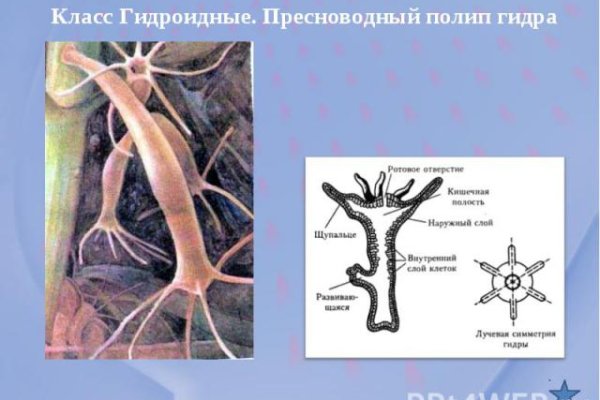 Что за приложение кракен