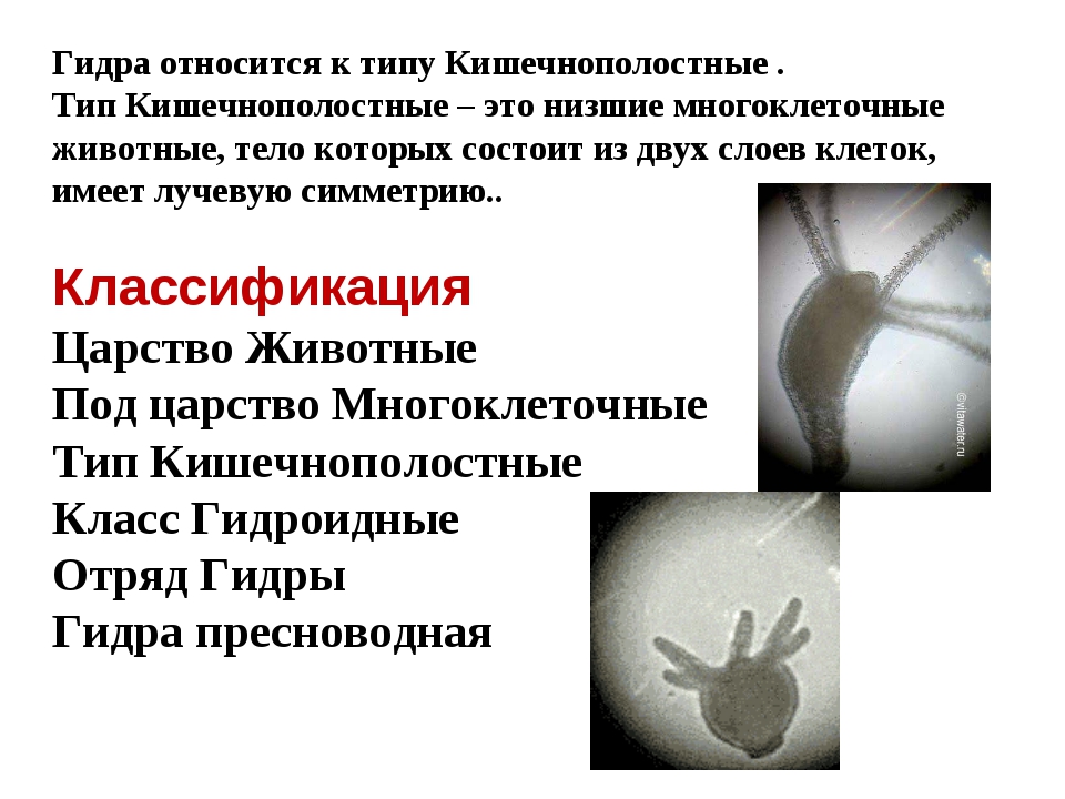 Кракен меф